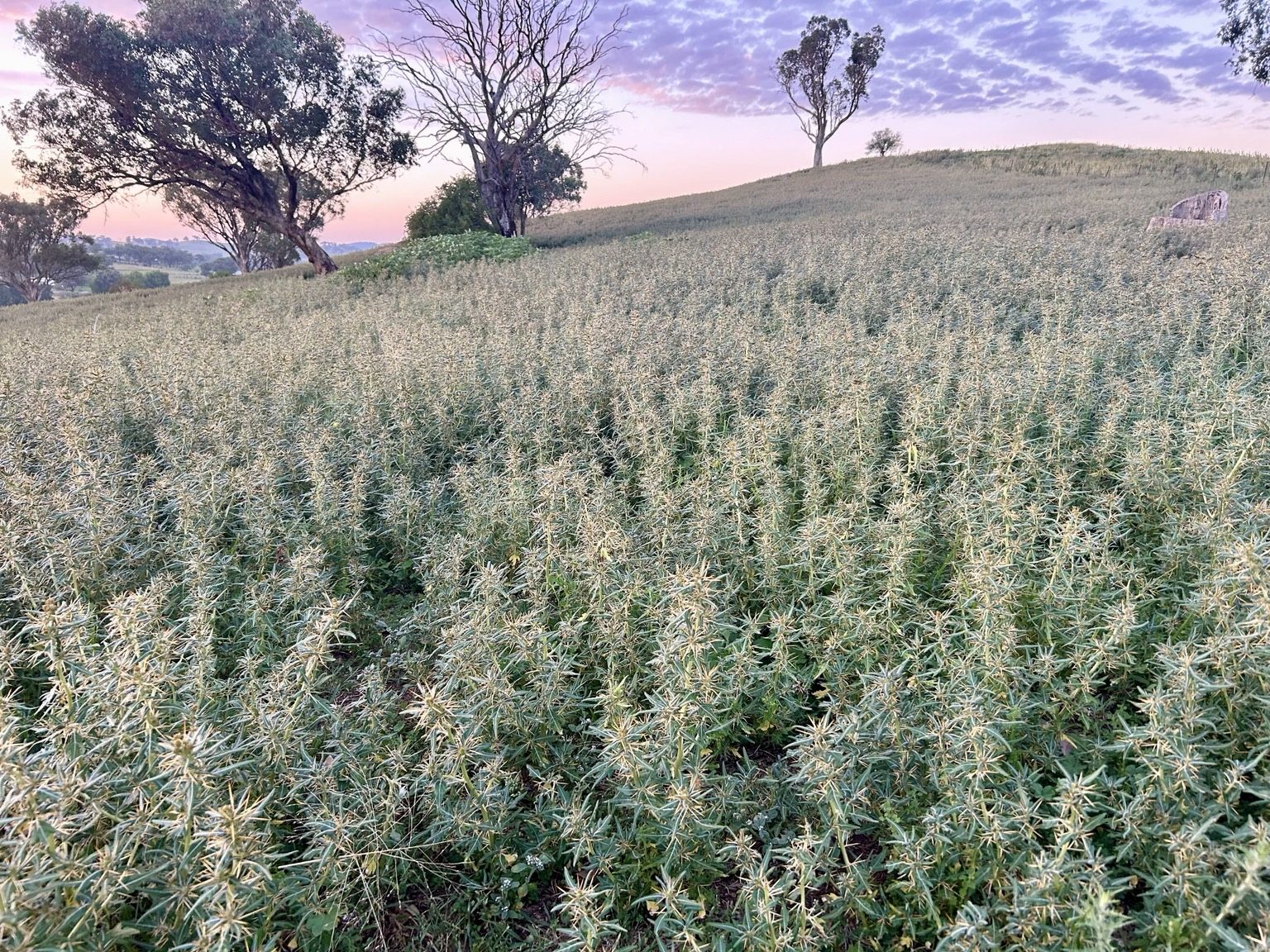 Blackberry infestation on hillside