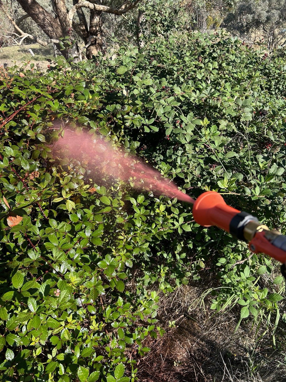 Blackberry spraying close up