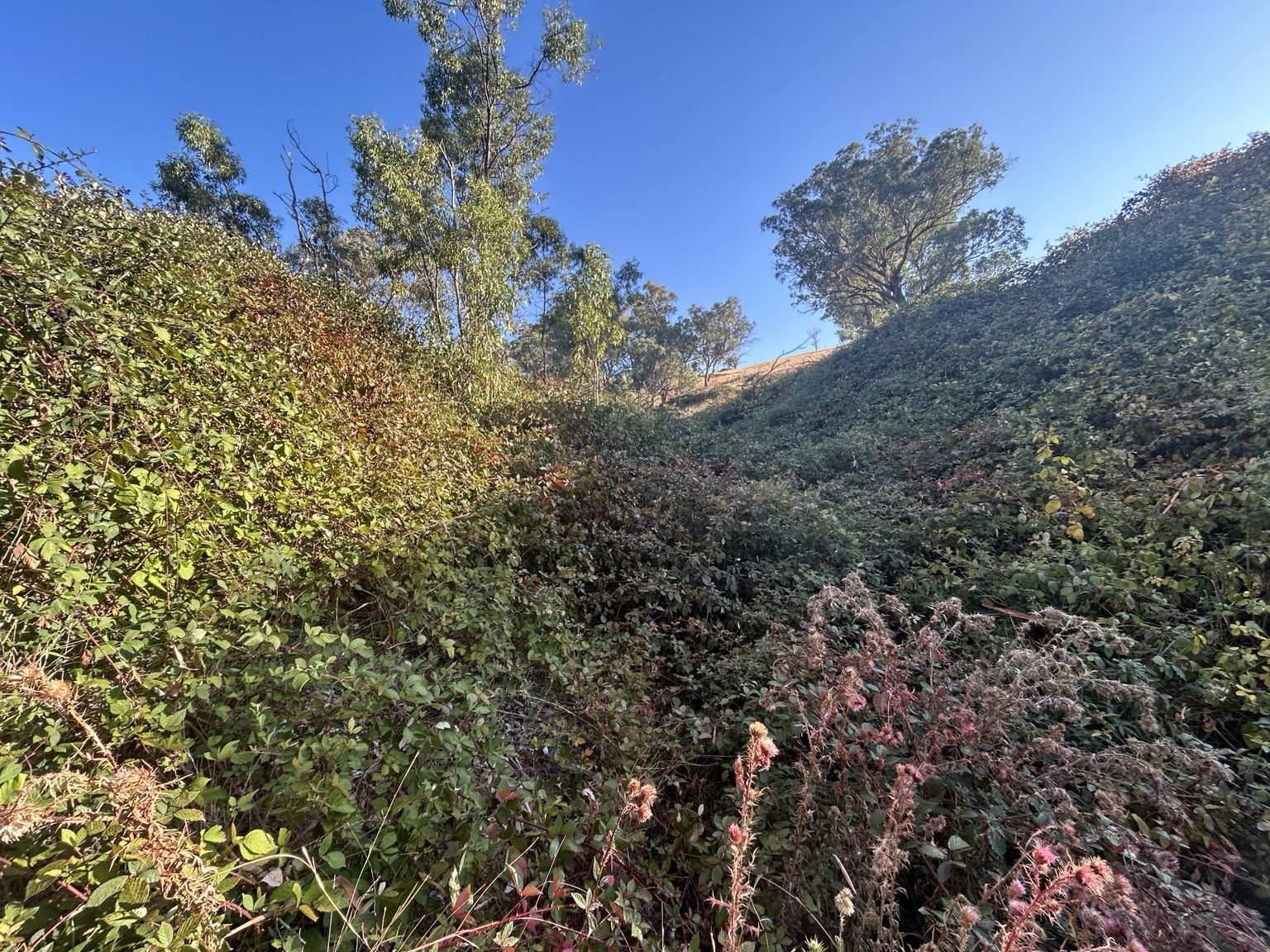 Sweet Briar on rocky hill country