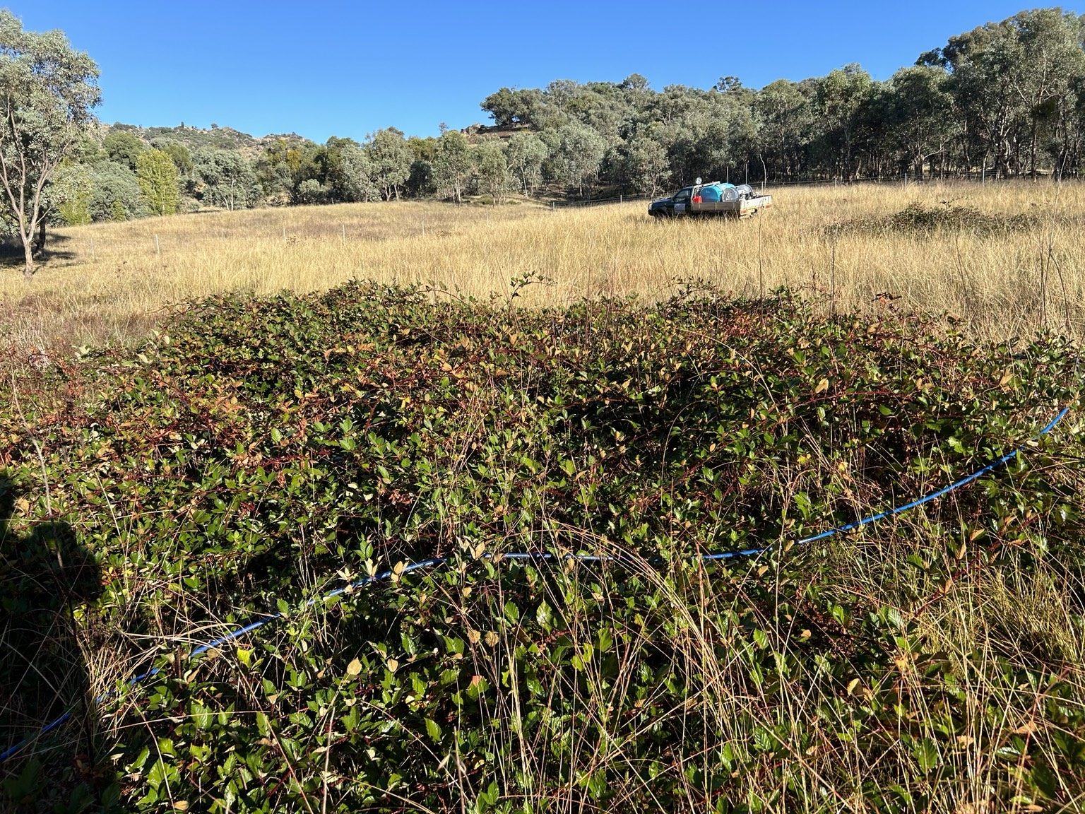Commercial site weed control