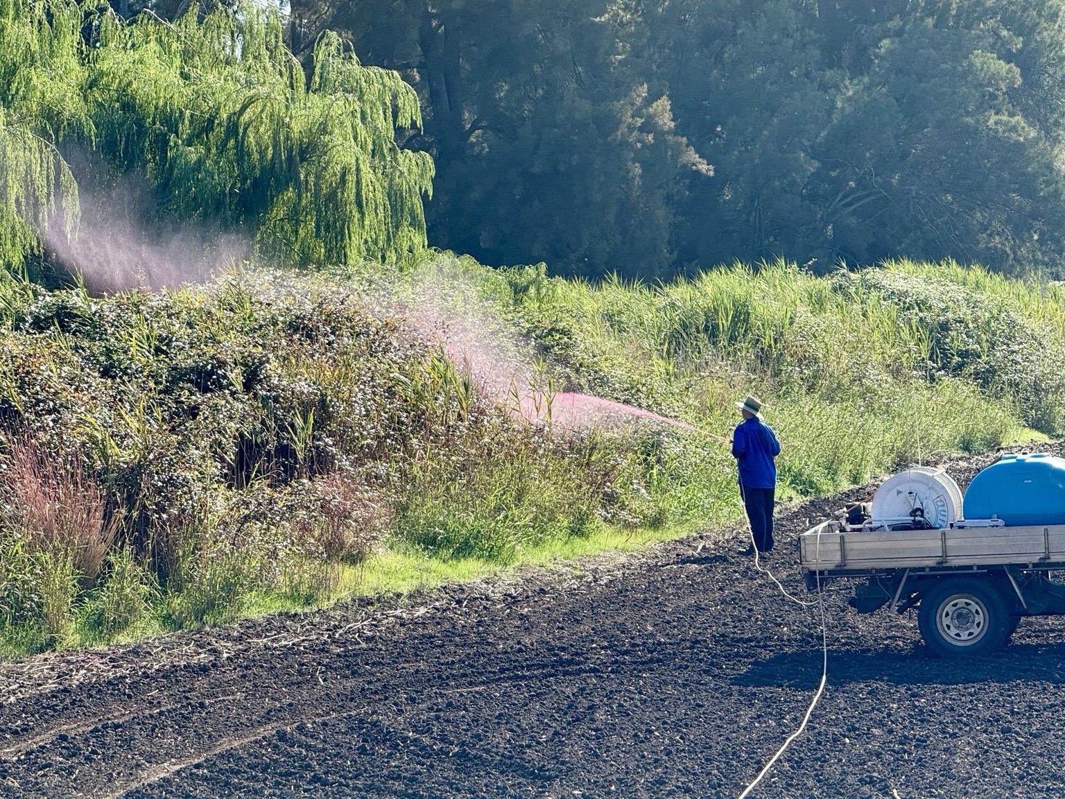Spraying along creek line